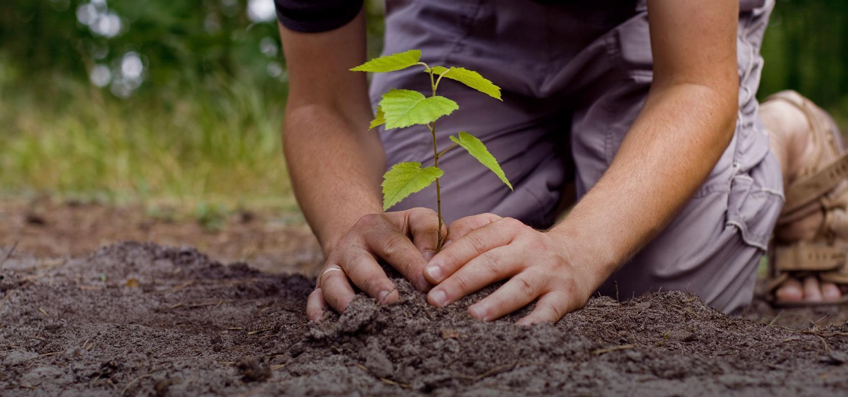 PILAS ALCALINAS Y CONTAMINACIÓN AMBIENTAL. – ECOSISTEMAS ROSALES